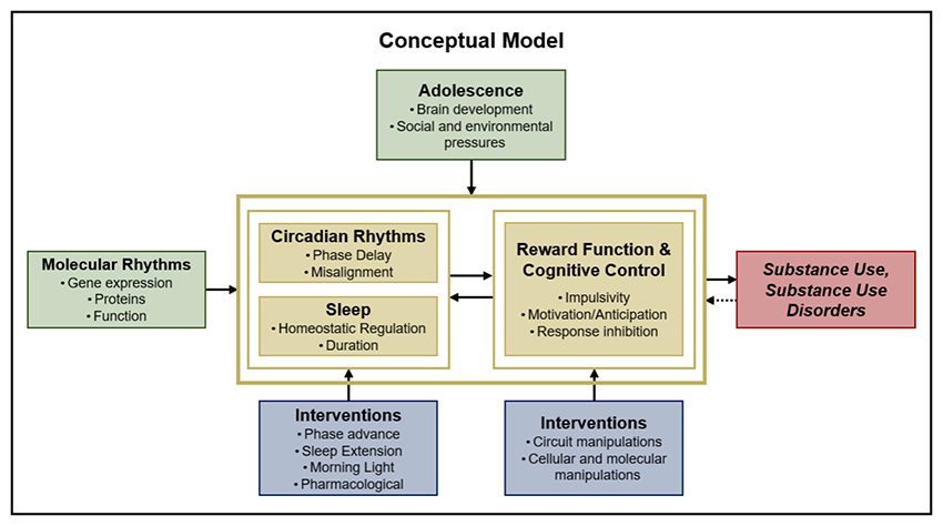 Conceptual Model chart